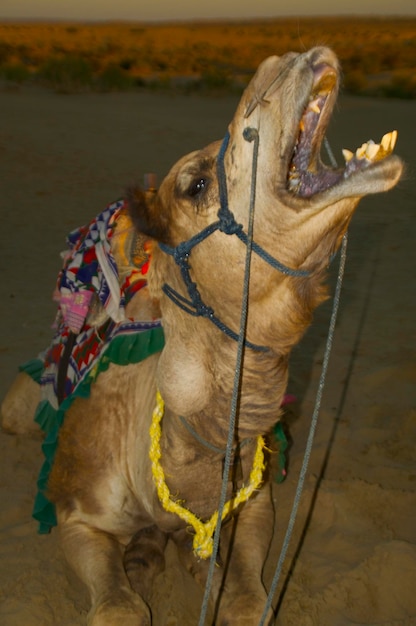 Foto close-up van een hond