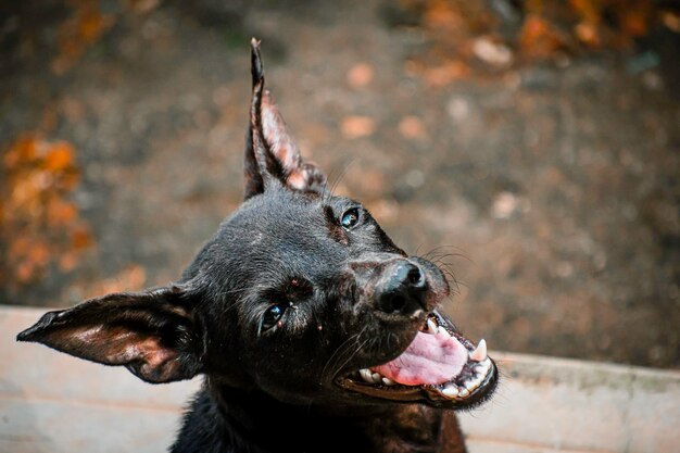 Foto close-up van een hond