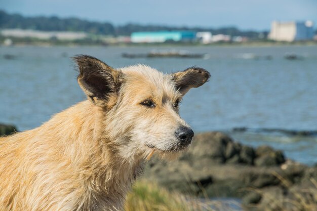 close up van een hond