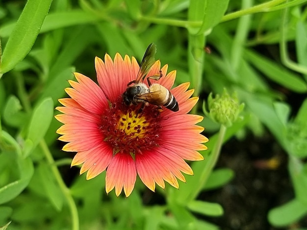 Close-up van een honingbij die bestuift bij de Gaillardia-bloem