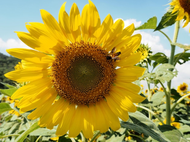 Close-up van een honingbij die op een zonnebloem bloeit op een boerderij bestuift