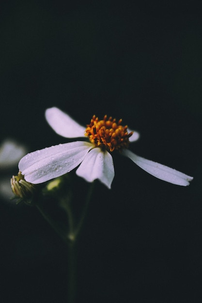 Close-up van een honingbij op bloem tegen een zwarte achtergrond