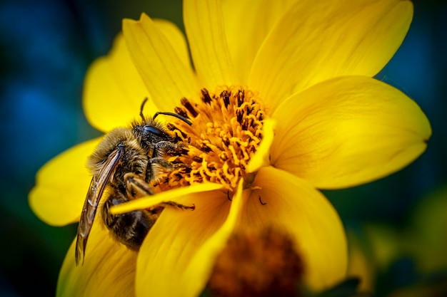 Foto close-up van een honingbij op bloem