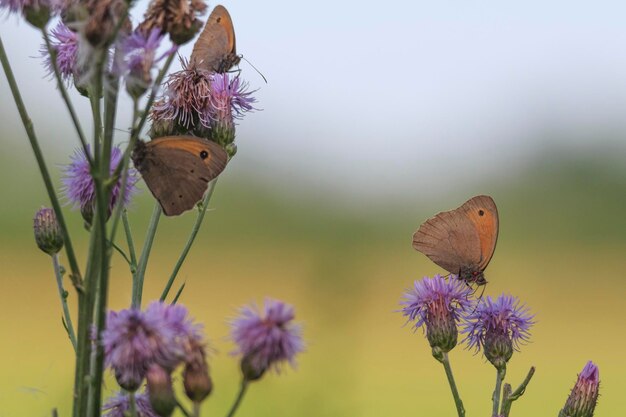 Foto close-up van een honingbij op distel