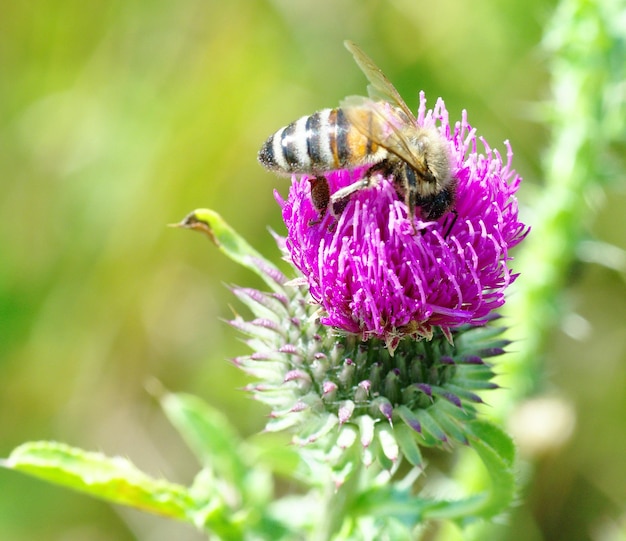 Close-up van een honingbij op distel