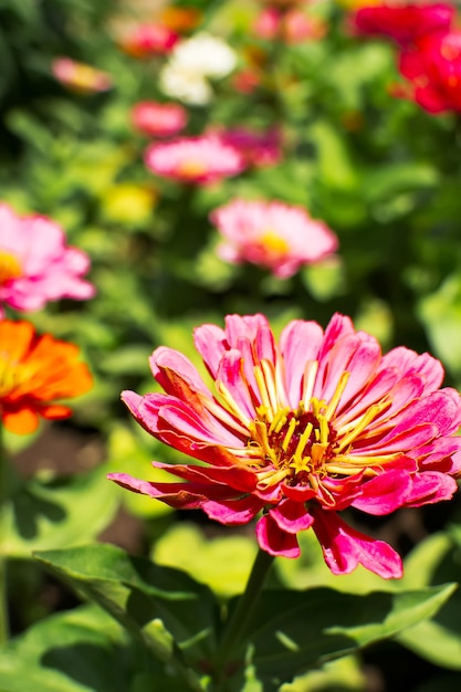 Foto close-up van een honingbij op een bloeiende bloem buiten