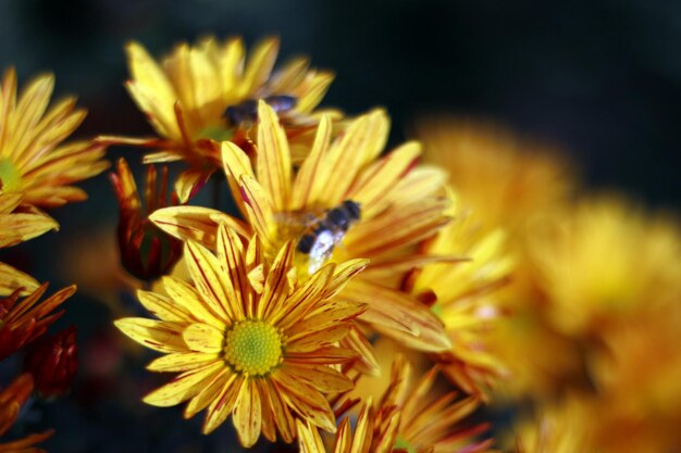 Close-up van een honingbij op een gele bloeiende plant