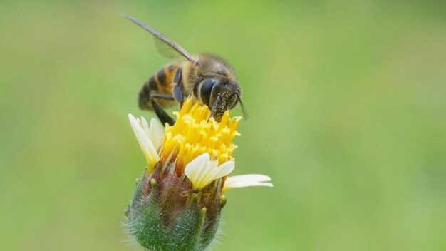 Close-up van een honingbij op een gele bloem