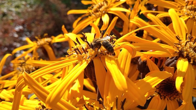 Foto close-up van een honingbij op een gele bloem