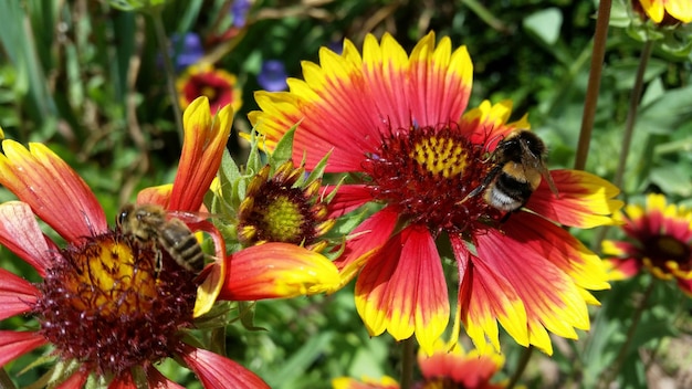 Foto close-up van een honingbij op een kegelbloem
