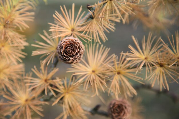 Foto close-up van een honingbij op een plant