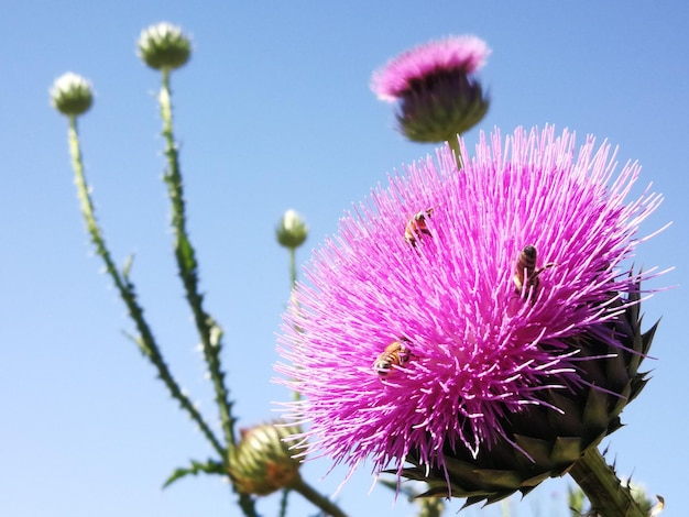 Foto close-up van een honingbij op een roze bloeiende plant tegen de lucht