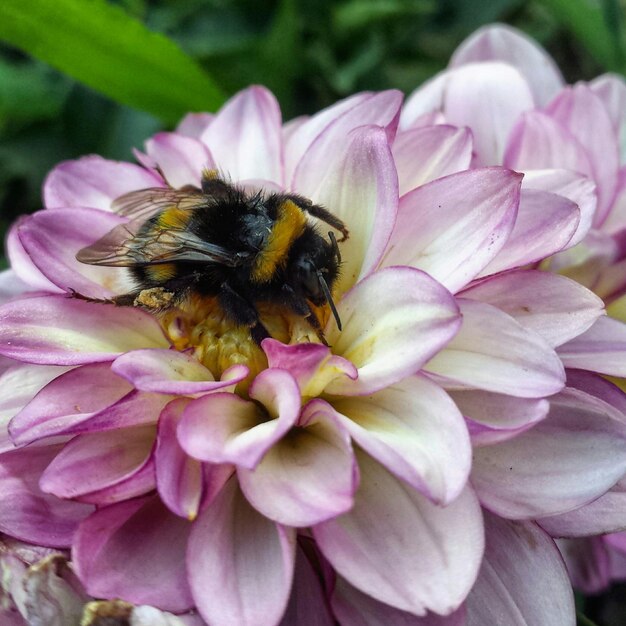 Foto close-up van een honingbij op een roze bloem