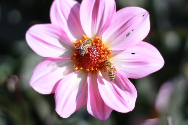 Close-up van een honingbij op een roze bloem