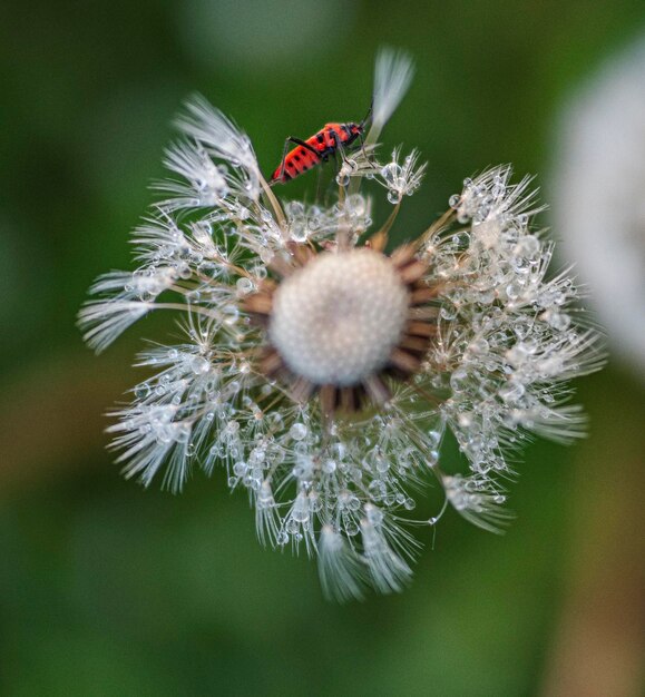 Foto close-up van een honingbij op een witte bloem