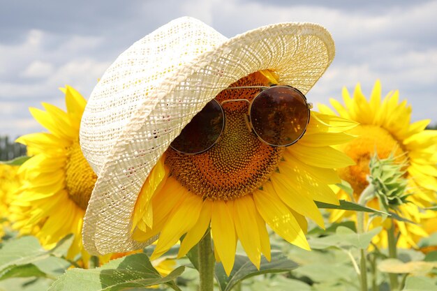 Foto close-up van een honingbij op een zonnebloem