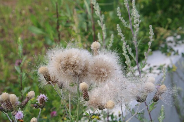 Foto close-up van een honingbij op het gras