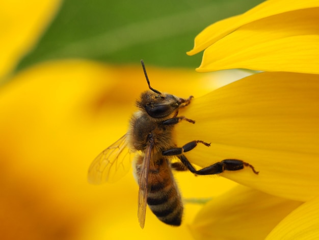 Close-up van een honingbij op zonnebloem