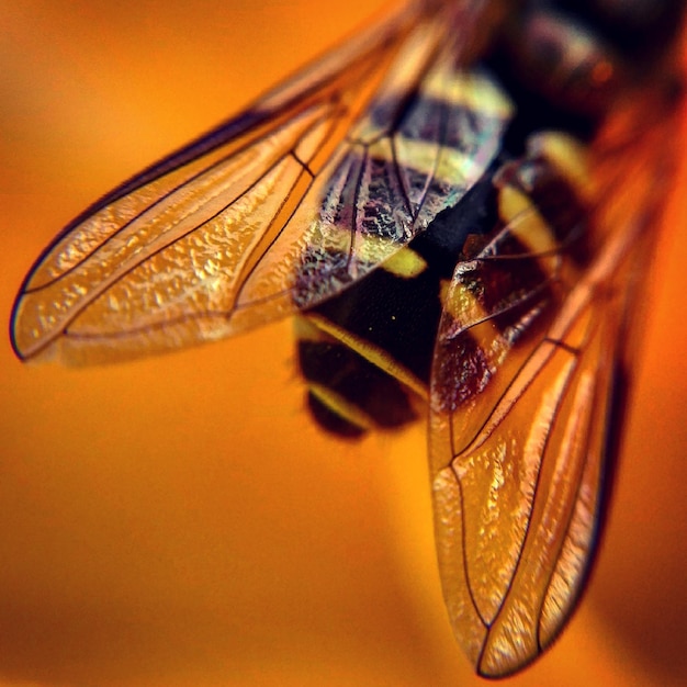 Foto close-up van een honingbij