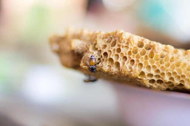 Close-up van een honingbij