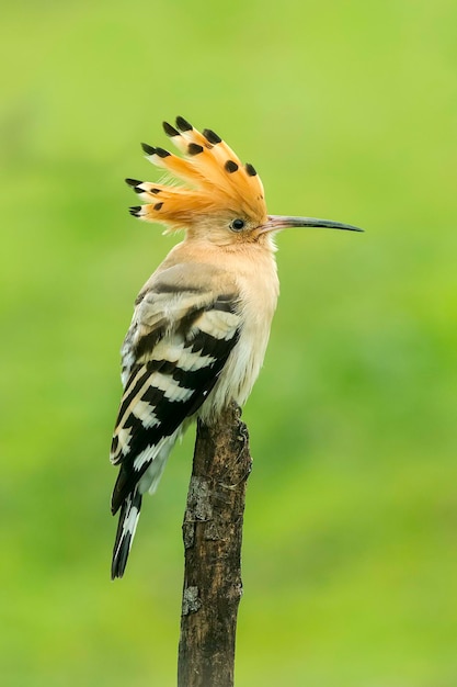 Foto close-up van een hoopoe die op een tak zit