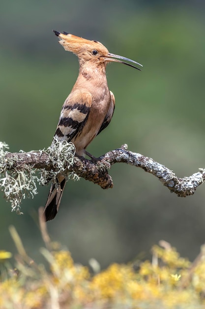Close-up van een hoopoe die op een tak zit