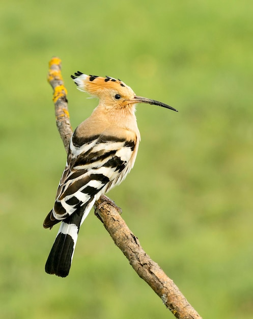 Close-up van een hoopoe die op een tak zit