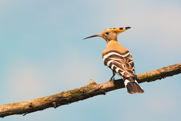 Close-up van een hoopoe die op een tak zit