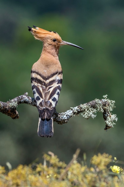 Foto close-up van een hoopoe die op een tak zit