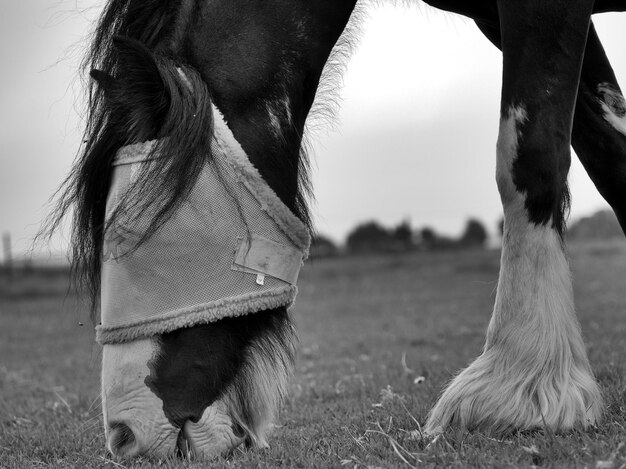 Close-up van een horde op het veld