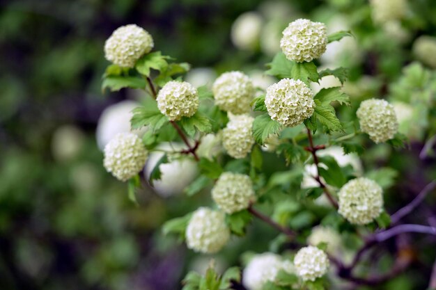 Foto close-up van een hortensia die buiten bloeit