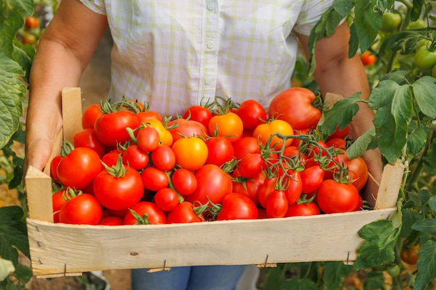 Close-up van een houten doos met vers geplukte kleurrijke tomaten in de handen van de eigenaar van de kas Jonge vrouw met een doos met biologische tomaten