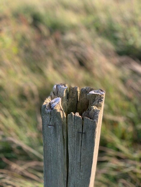 Foto close-up van een houten paal op een boomstomp