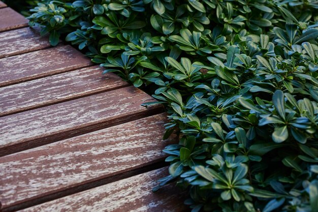 Close-up van een houten tuin met prachtige groene struiken aan de zijkanten Achtergrond voor ontwerp