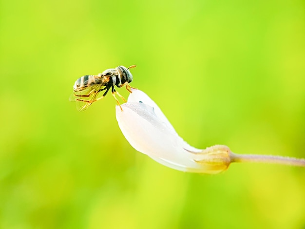 Foto close-up van een hoverfly op een bloem