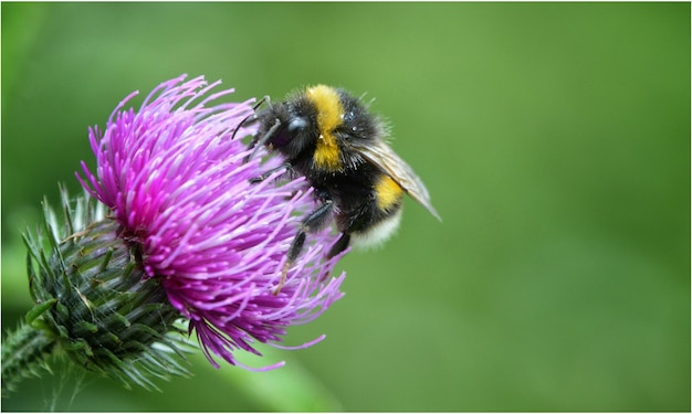 Close-up van een hummel op distel