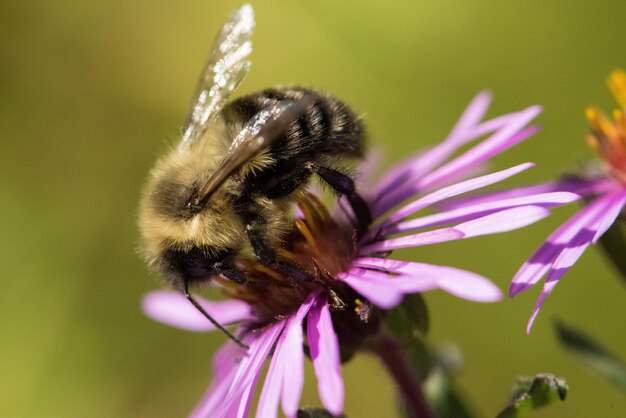 Foto close-up van een hummel op een paarse bloem