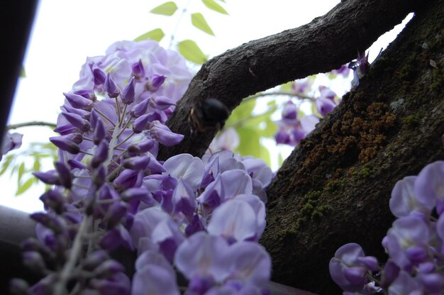 Foto close-up van een hummel op een paarse bloemboom