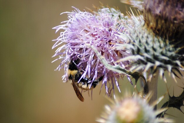 Foto close-up van een hummel op paarse bloemen