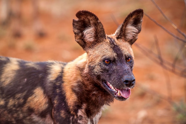 Close-up van een hyena die naar buiten kijkt