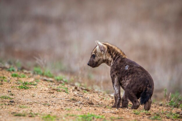 Close-up van een hyena die op het land wegkijkt