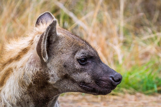 Close-up van een hyena in het bos