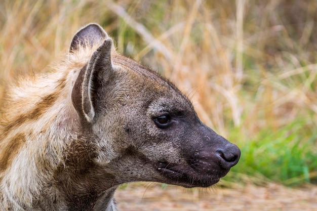 Foto close-up van een hyena in het bos