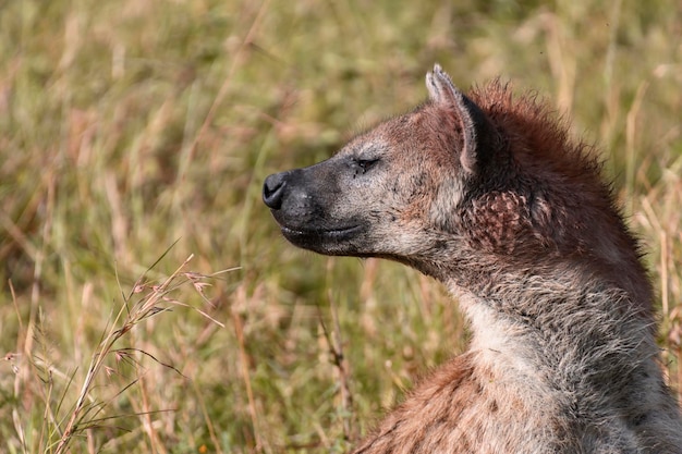 Close-up van een hyena op het land