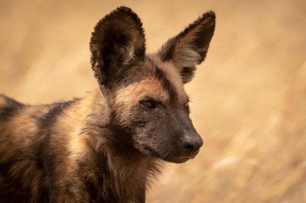 Foto close-up van een hyena