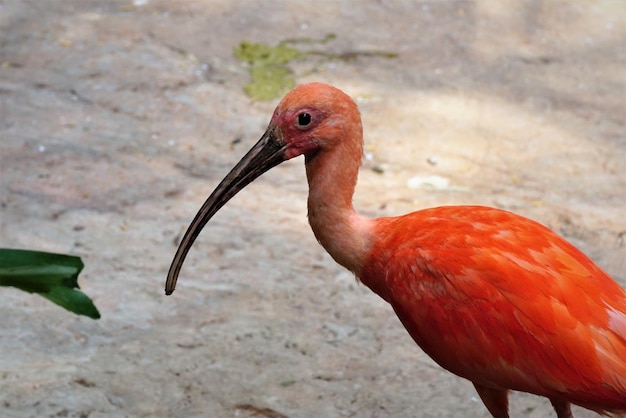 Close-up van een ibis