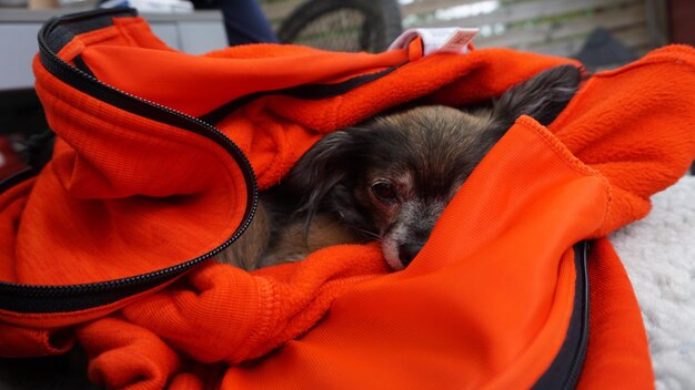 Foto close-up van een in kleding gewikkelde hond