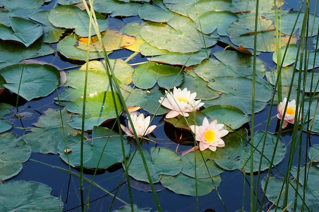 Foto close-up van een in water groeiende plant