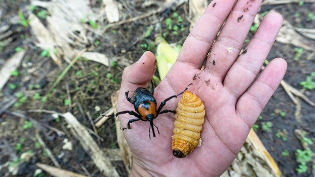 Foto close-up van een insect bij de hand