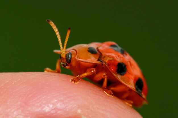 Foto close-up van een insect bij de hand